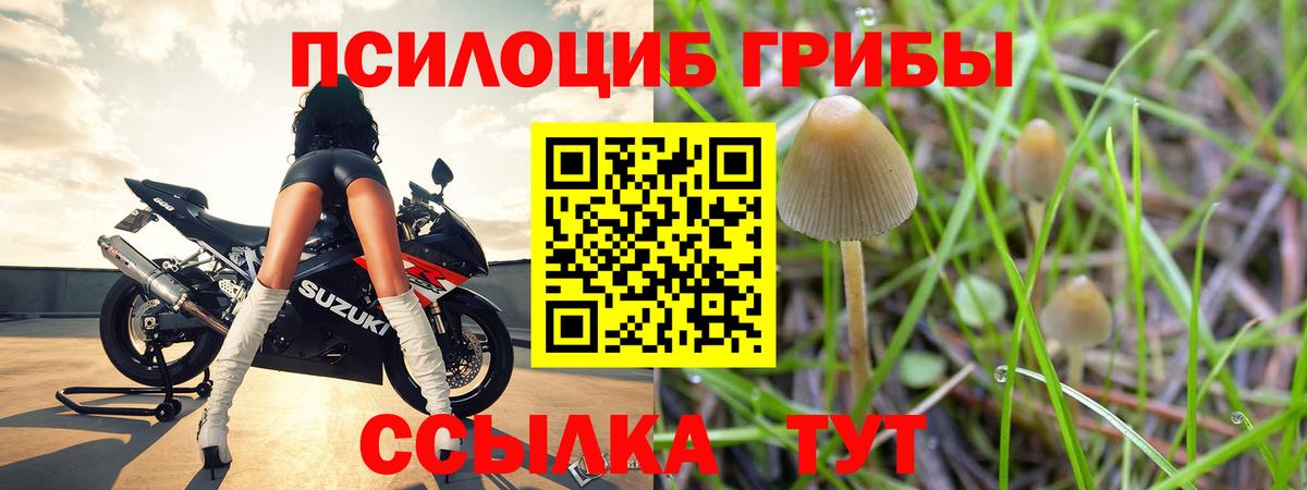 Галлюциногенные грибы Psilocybe Курск